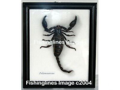 PALAMNAERSUS Large Scorpion Specimen Mounted Framed – FREE Shipping WORLDWIDE