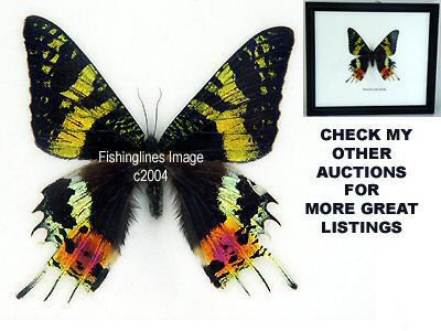 MADAGASCARSIS Beautiful Rare Butterfly Mounted Framed – FREE Shipping WORLDWIDE