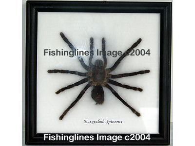 EURYPELML SPINCRUS Large Tarantula Spider Mounted Framed â FREE Shipping WORLDWIDE