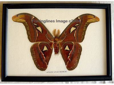 ATTACUS ATLAS MOTH BUTTERFLY M GREAT MARKINGS Mounted Framed â FREE Shipping WORLDWIDE