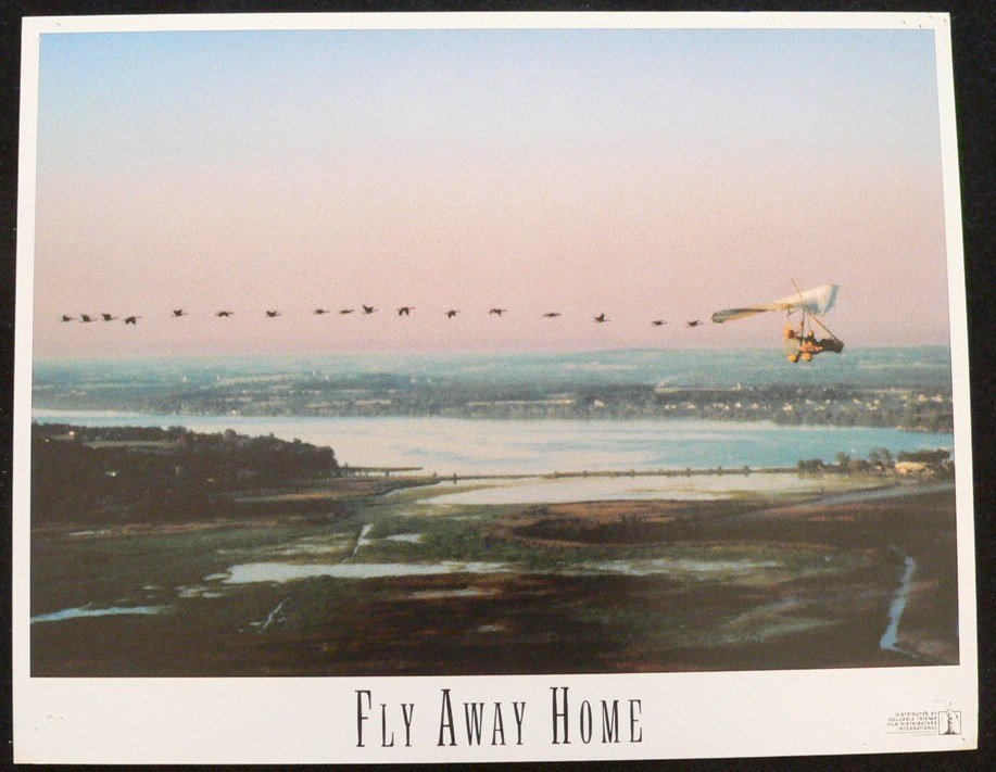FLY AWAY HOME LOBBY CARD 11X14