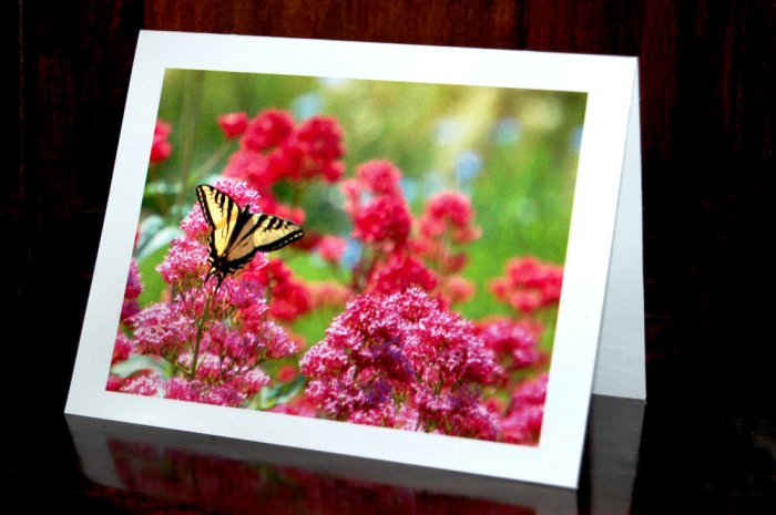 Butterfly on Red Valerian - Set of 4 Note Cards