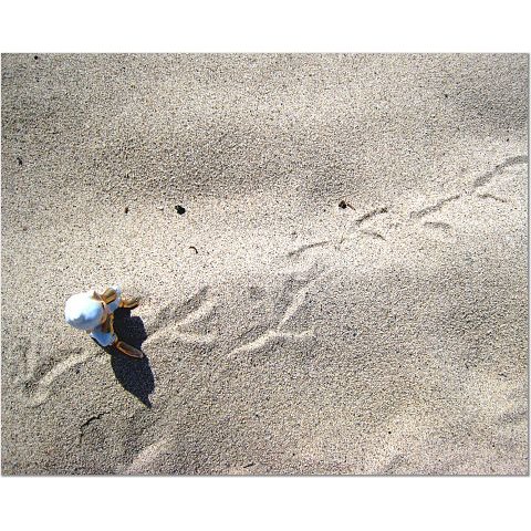 Ernest Tracks a Bird 8x10 photo