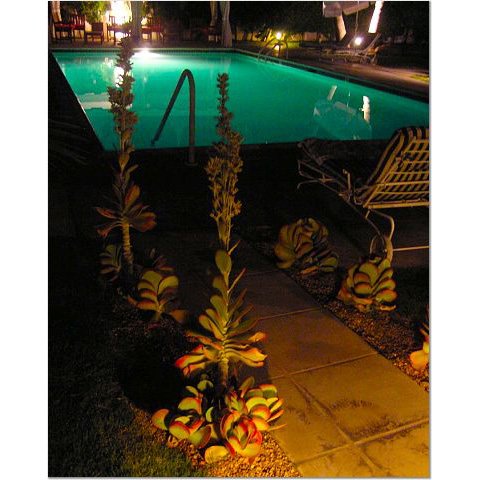 Palm Springs Pool 8x10 photo