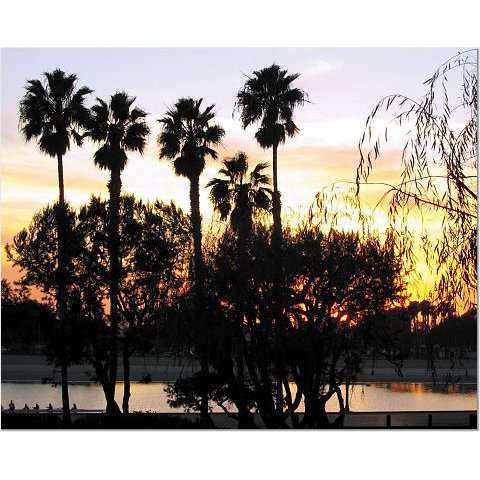 Palm Trees and Sunset 8x10 photo