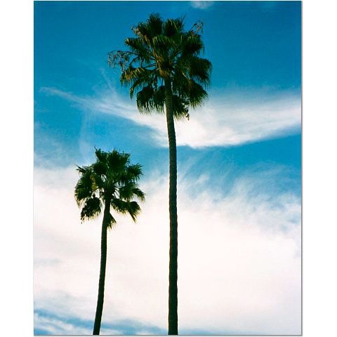 California Palm Trees 8x10 photo