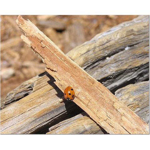 Ladybug 8x10 photo