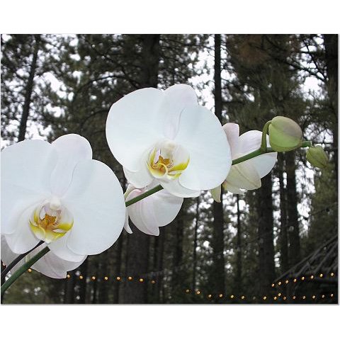 White Orchids 8x10 photo