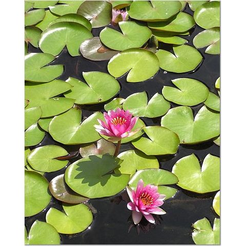 Pink Lotus 8x10 photo