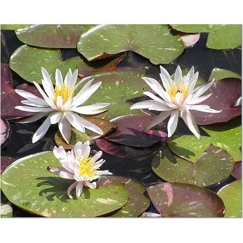 White Flowers on Lilypads 8x10 photo