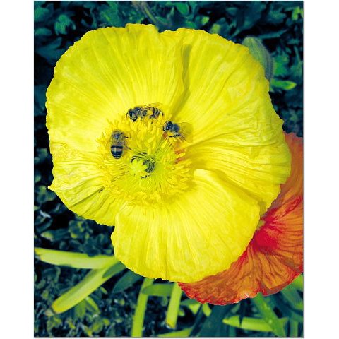 Bees and Poppies 8x10 photo