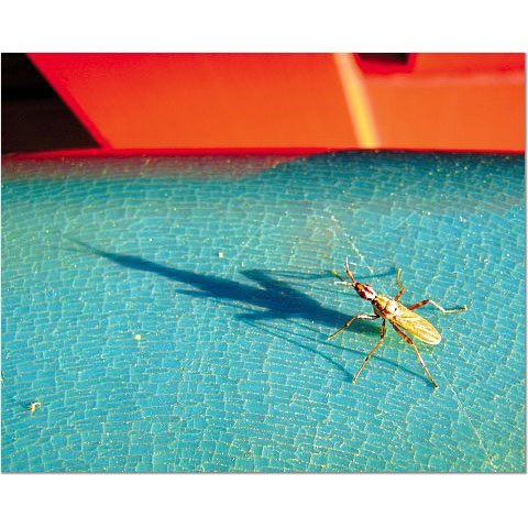 Catalina Bug 8x10 photo