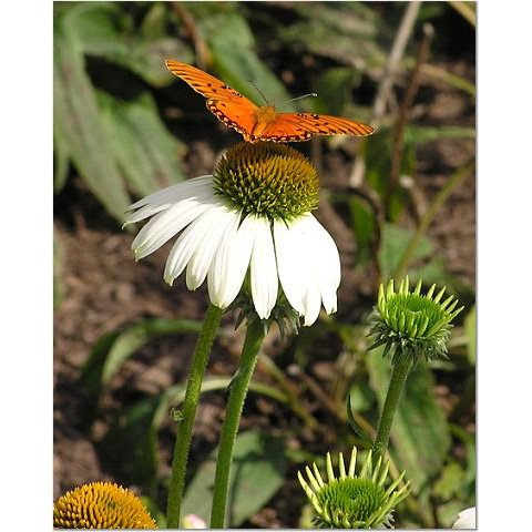 Butterfly on Daisy 8x10 photo