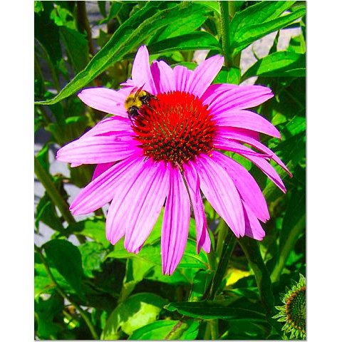 Bee on a Daisy 8x10 photo