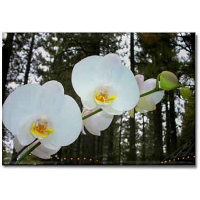 Moth Orchids Magnet