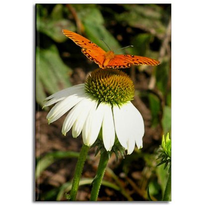 Butterfly on Daisy Magnet