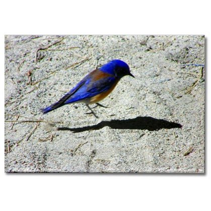 Blue Bird Magnet