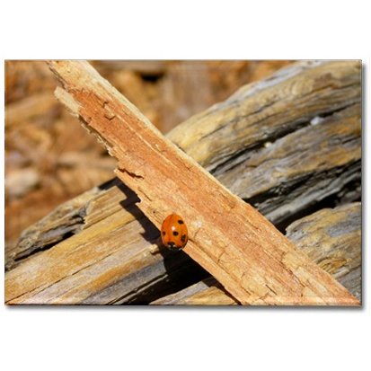 Ladybug Magnet