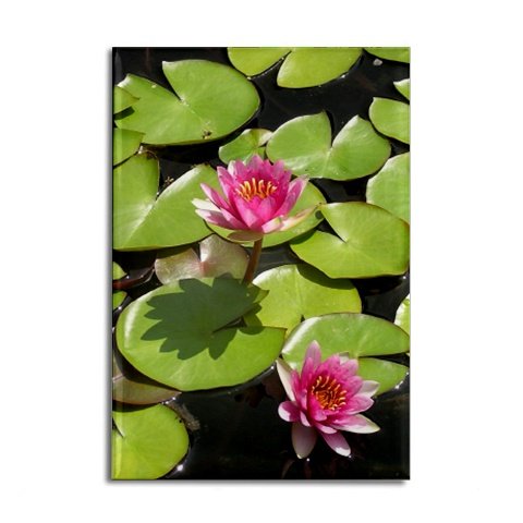 Pink Lotus Flowers Magnet