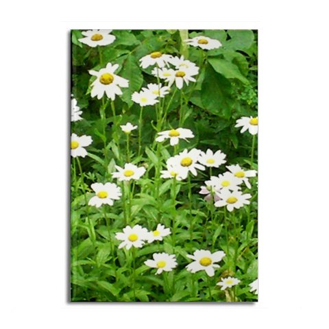 White Daisies Magnet