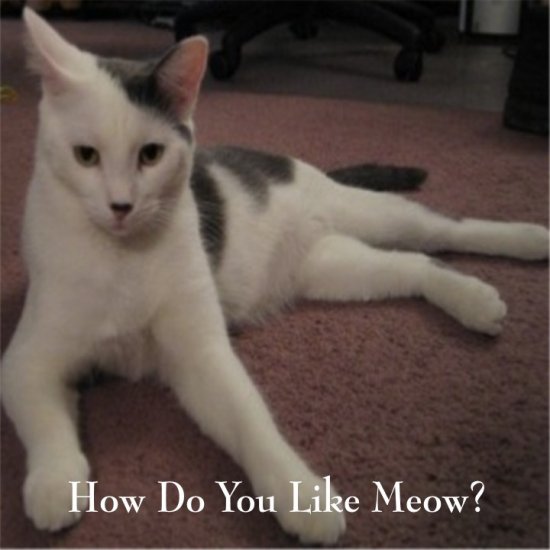 The Feline Corner item 1