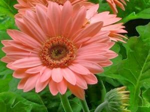 Gerber Daisy
