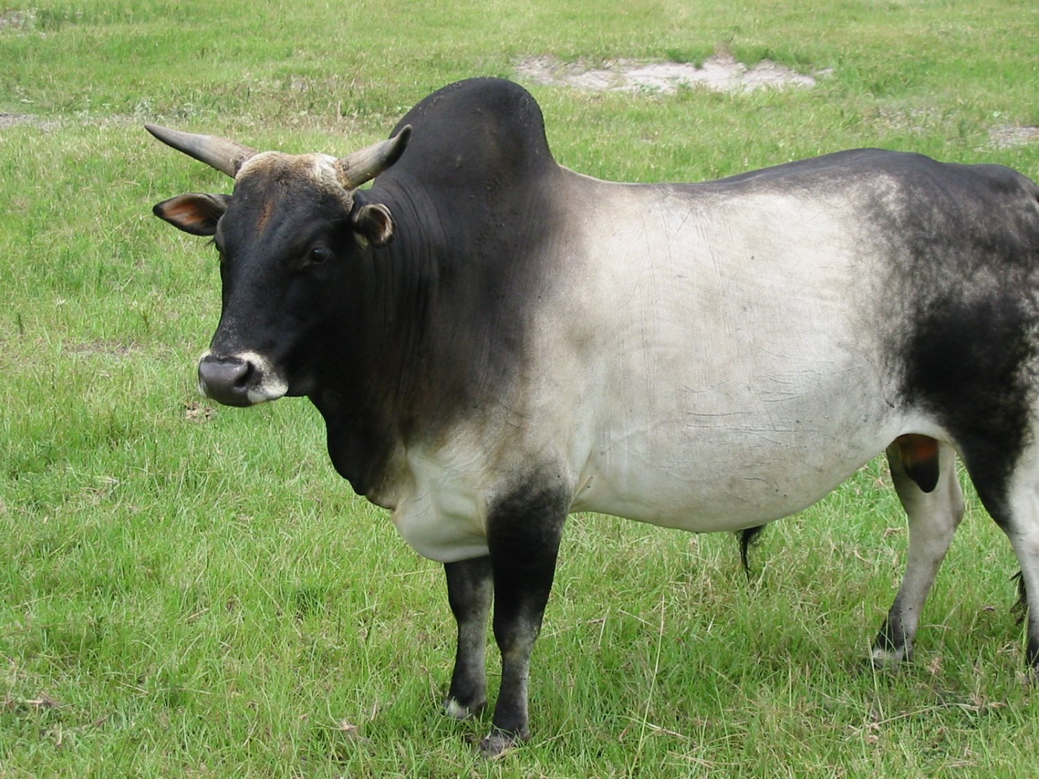 Корова породы зебу