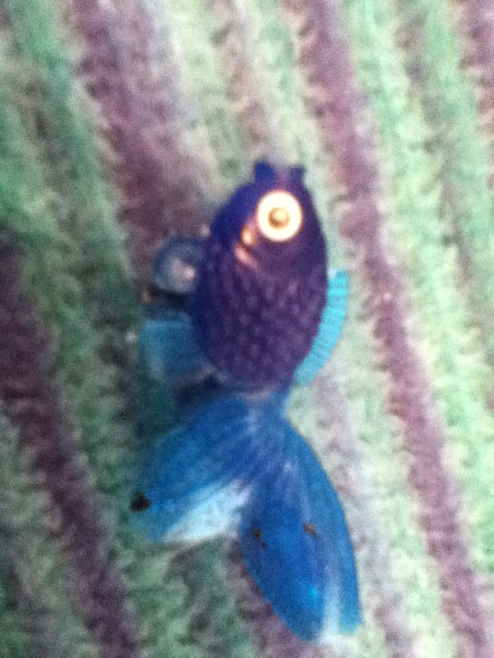 Small Blue Plastic Fish