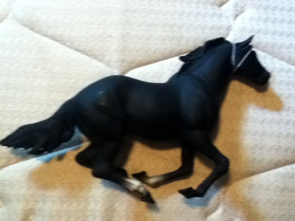 Blue Ribbon Horse Black