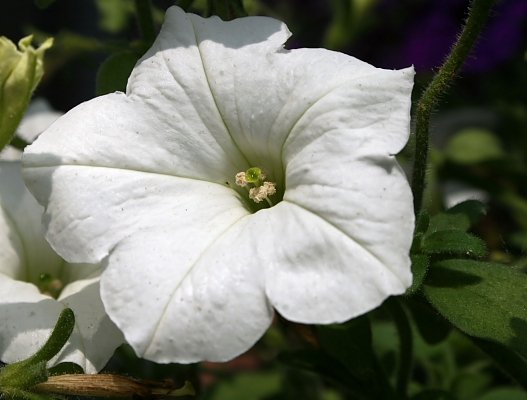 White Petunia Fine Art Photo 8x10