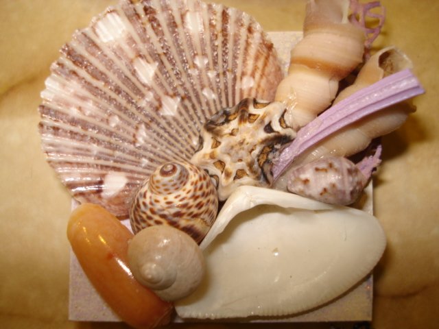 Shell Accent Magnet