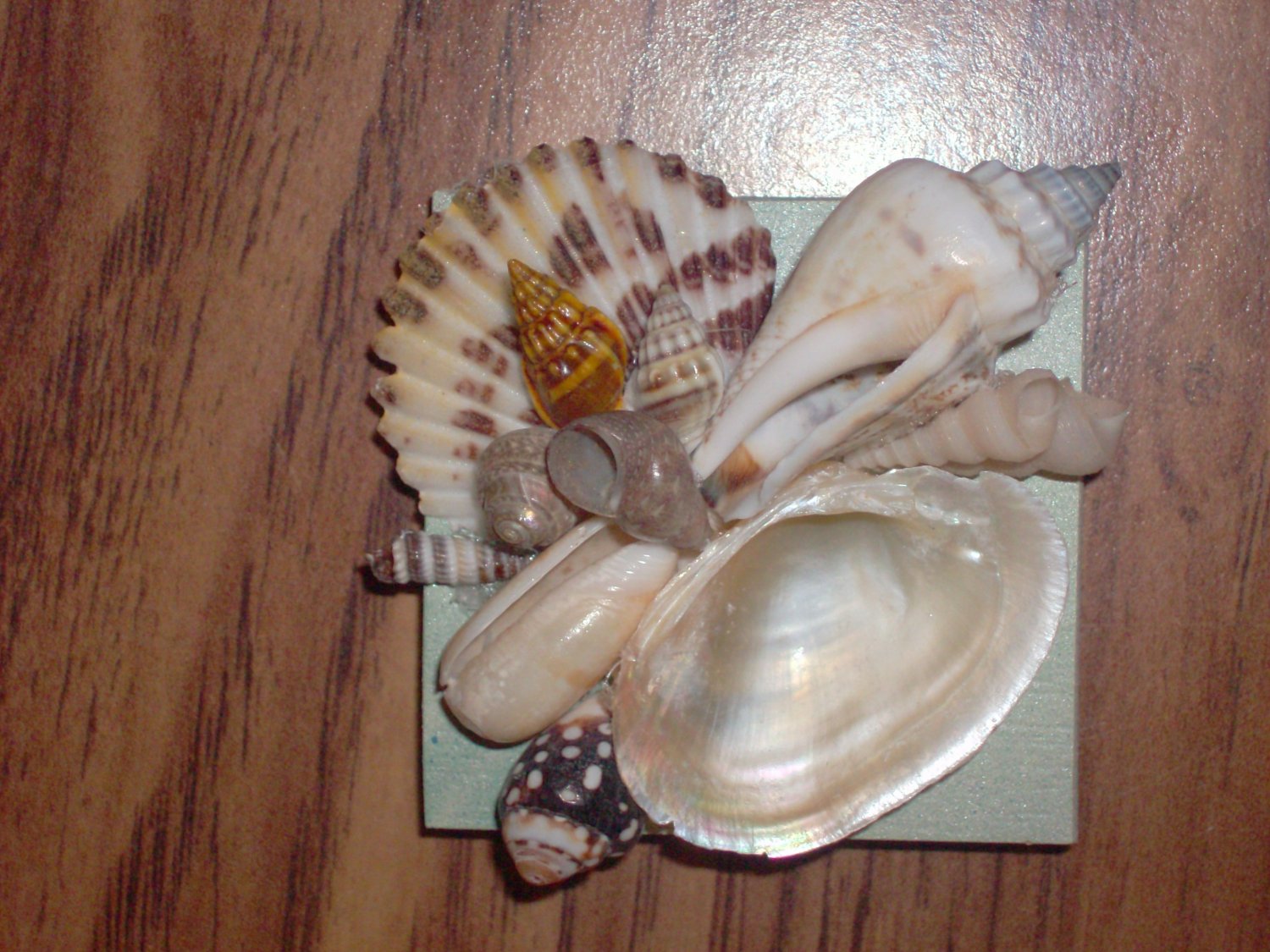 Magnet Light Blue Background w/Natural Shells