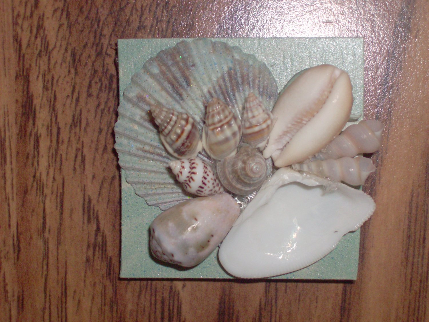 Magnet Light Blue with multiple small center shells