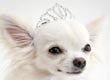 Princess Tiara