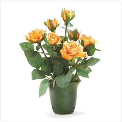 Orange-Yellow Roses