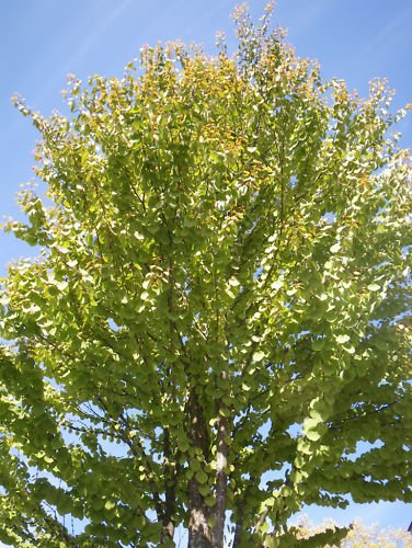 Katsura Tree ( Cercidiphyllum Japonicum ) 30 Seeds