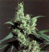 420MEDS PREMIUM OUTDOOR MIX