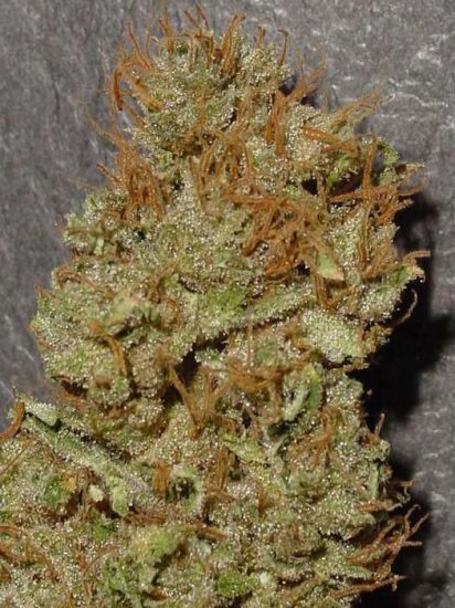 420MEDS PREMIUM INDOOR MIX