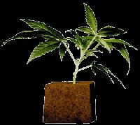 NL X BB 5# CUTTINGS/CLONES