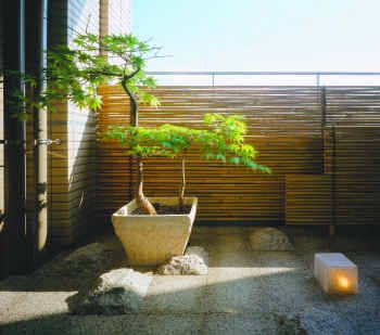 Japanese Maple Tree