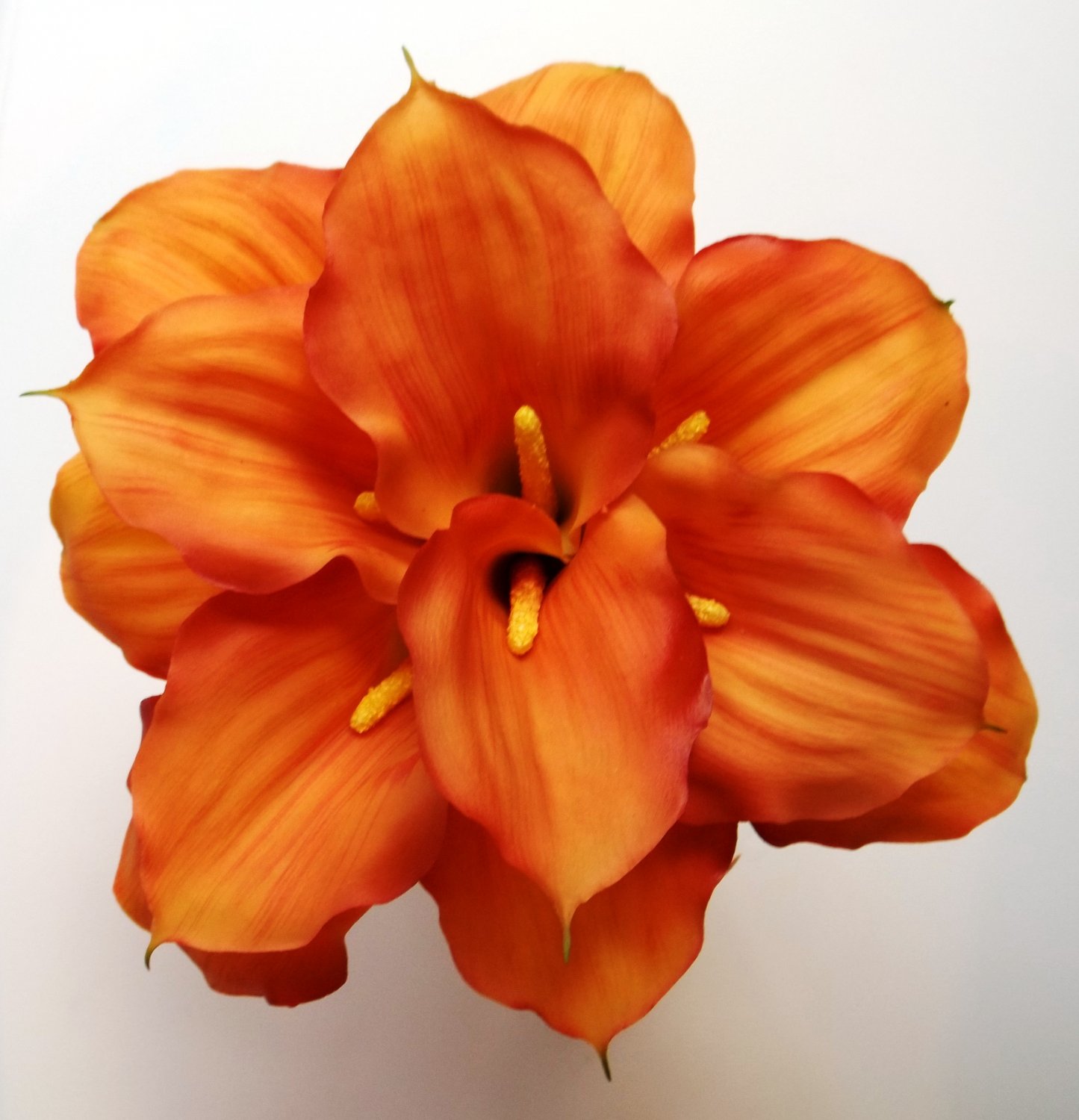 Beautiful Round Wedding Bouquet. Calla Lilies in a lovely Fall Color