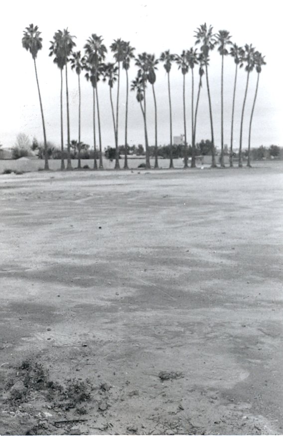 Palm Tree Row (2)
