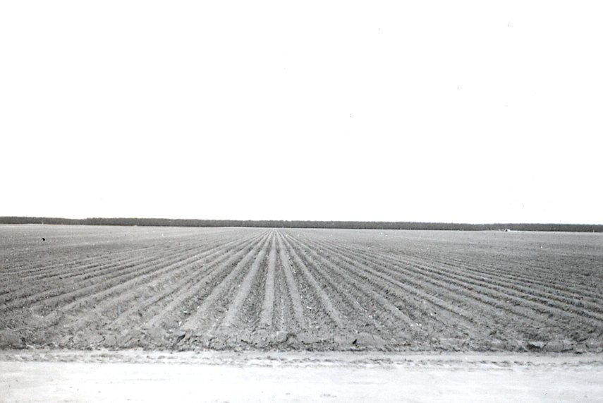 Developing Field