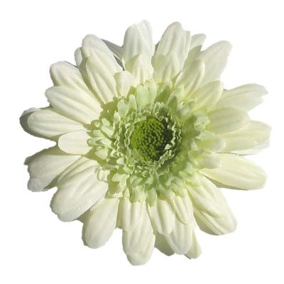 White Gerbera Daisy Clip