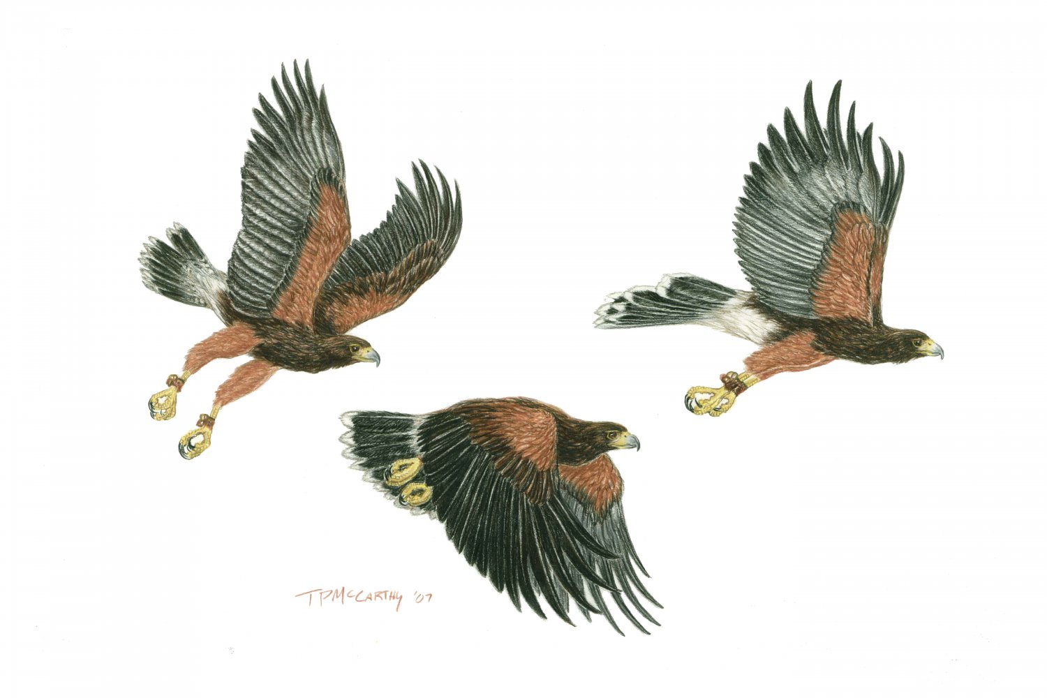 3 Birds