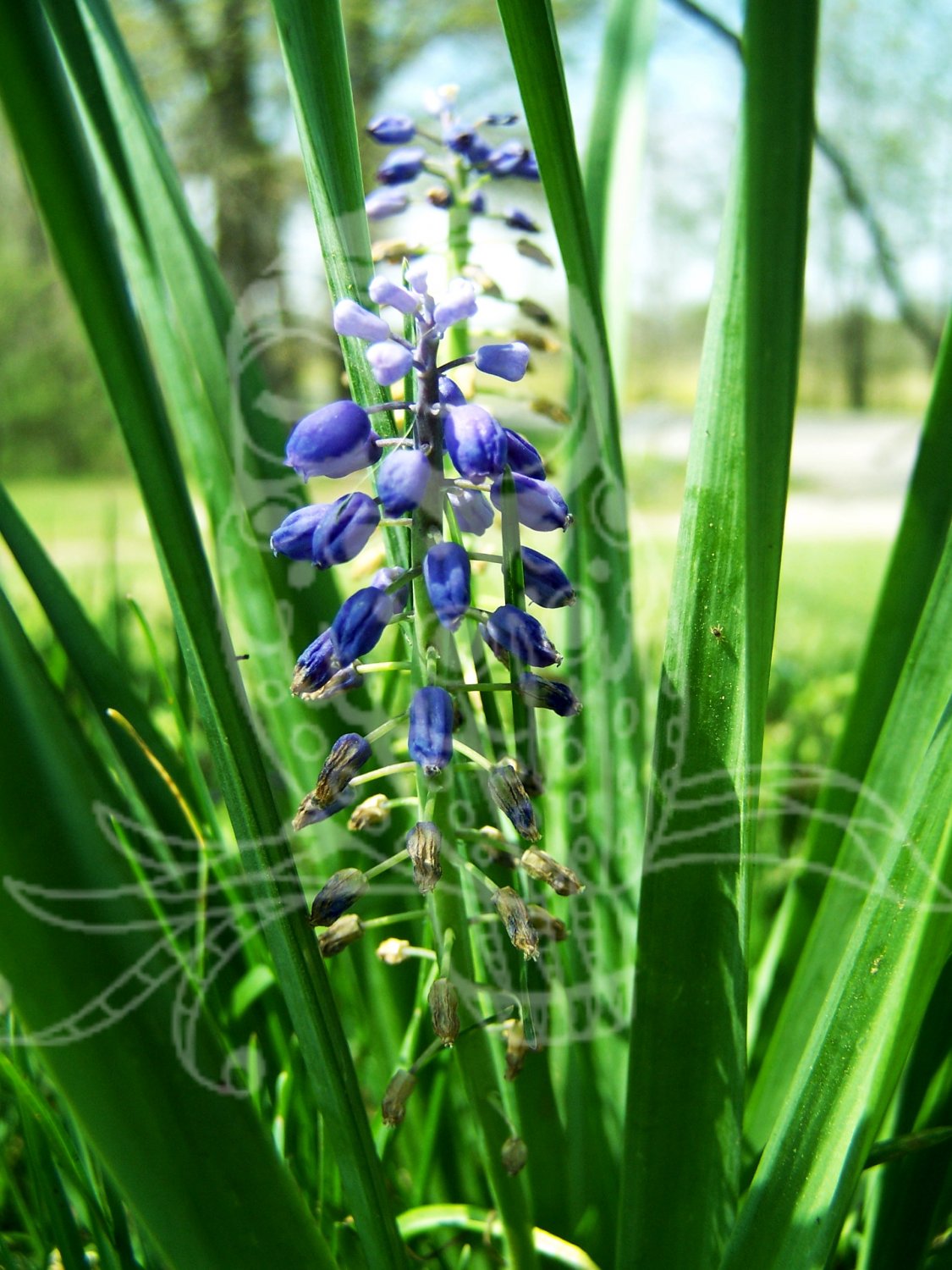 Purple Flower