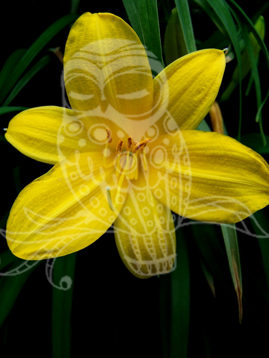 Pretty Flower
