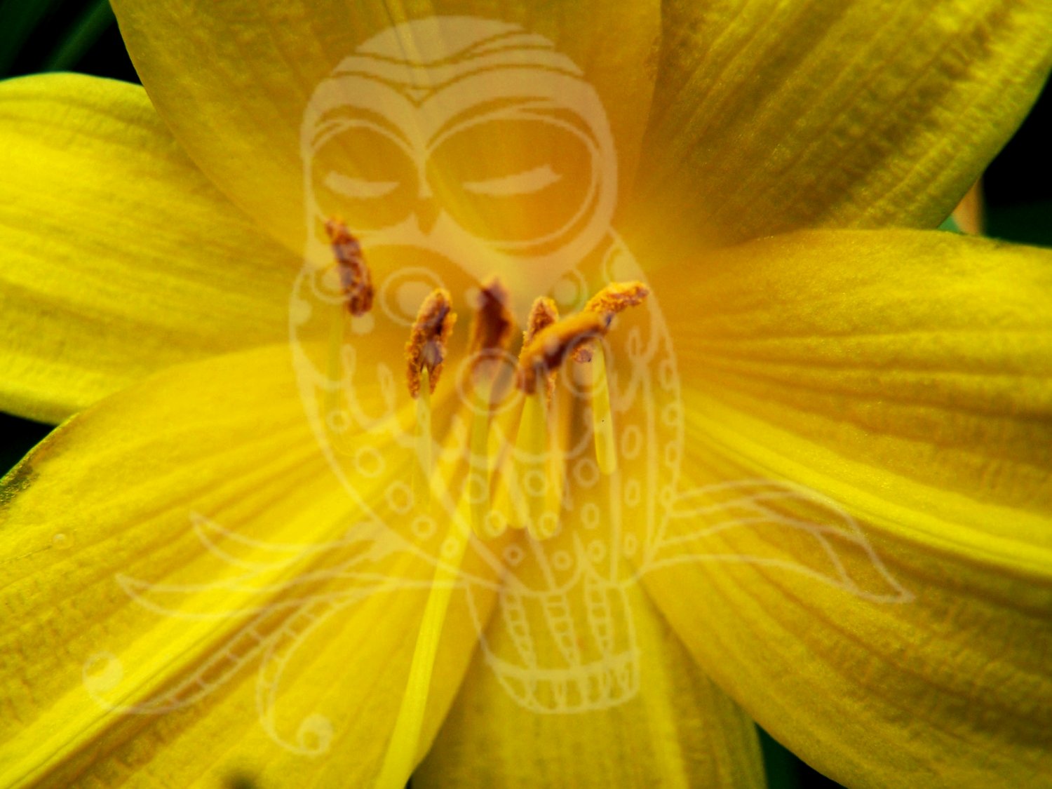 Pretty Flower Close Up