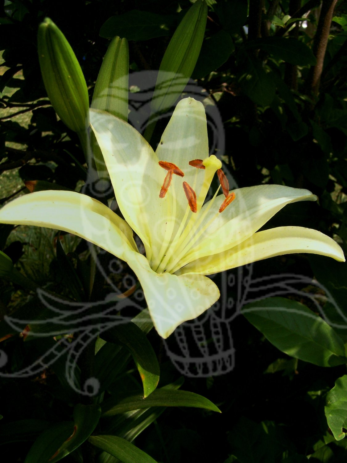 Lilly