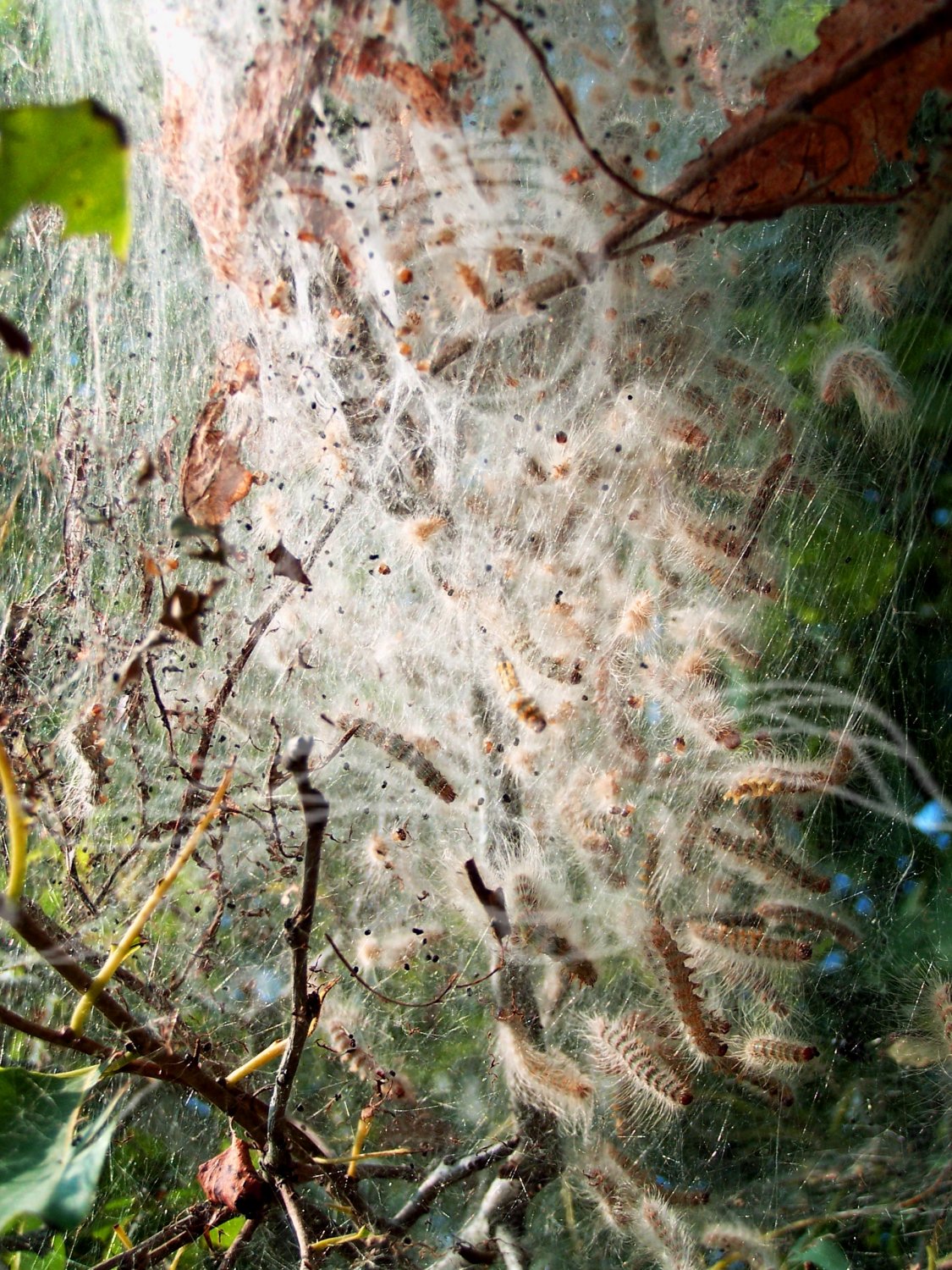 Web of Worms